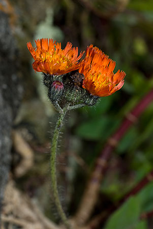 Hawkweed_Orange_LP0059_03_Loddiswell