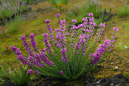 Heather_Bell_LP0072_15_Thursley