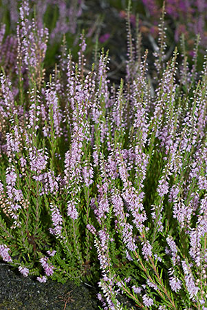 Heather_LP0072_12_Thursley