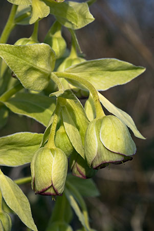 Hellebore_Stinking_LP0103_01_Riddlesdown