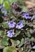 Ground-ivy_LP0109_19_Headley