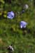 Harebell_LP0068_51_Headley_Heath