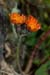 Hawkweed_Orange_LP0059_03_Loddiswell