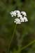 Hedge-parsley_Upright_LP0159_08_Epsom_Common