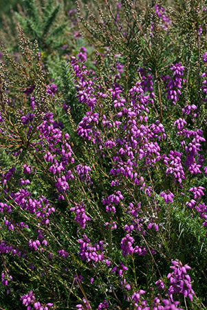 Heather_Bell_LP0068_09_Headley_Heath