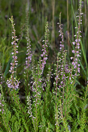 Heather_LP0072_11_Thursley