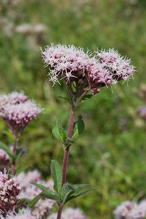 Hemp-agrimony_LP0027_01_Box_Hill