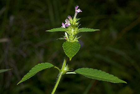 Hemp-nettle_Bifid_LP0071_43_Hedgecourt