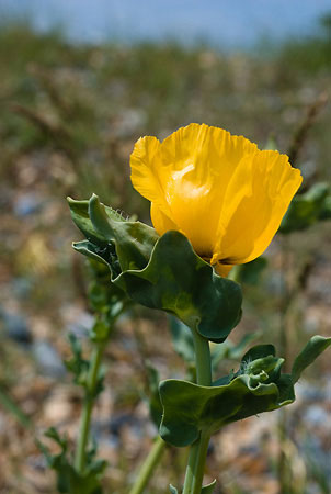 Horned-poppy_Yellow_LP0008_68_Sandwich