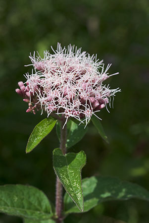 Hemp-agrimony_LP0027_02_Box_Hill
