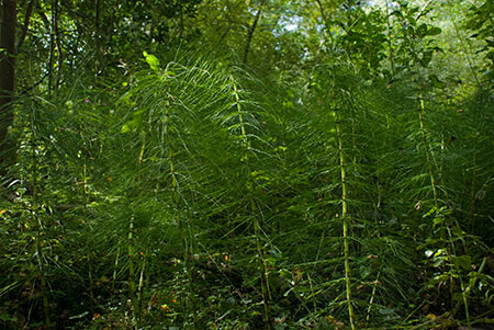 Horsetail_Great_LP0187_03_Godalming