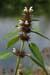 Hemp-nettle_Common_LP0171_04_Send