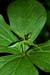 Herb-paris_LP0055_39_Warren