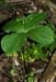 Herb-paris_LP0128_01_Selsdon