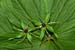 Herb-paris_LP0128_05_Selsdon