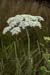 Hogweed_LP0067_39_Chalkpit_Wood