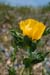 Horned-poppy_Yellow_LP0008_68_Sandwich