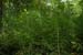 Horsetail_Great_LP0187_03_Godalming