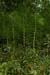 Horsetail_Great_LP0187_06_Godalming