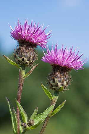 Knapweed_Common_LP0020_20_Riddlesdown