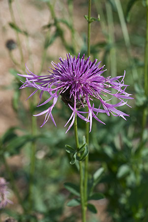 Knapweed_Greater_LP0024_08_Howell_Hill