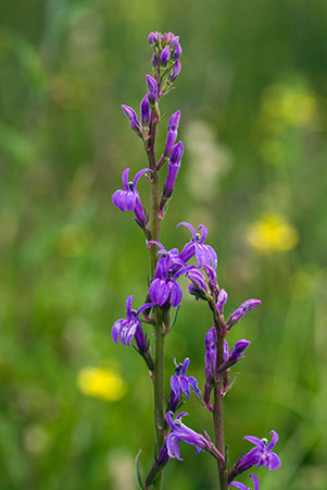 Lobelia_LP0059_42_Heath_Andrews_Wood