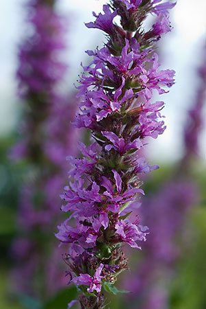 Loosestrife_Purple_LP0012_02_Guildford