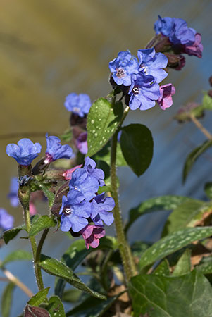 Lungwort_LP0095_04_Guildford_