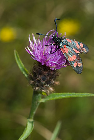 Knapweed_Common_LP0074_14_Box_Hill