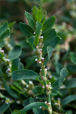 Knotgrass_Equal-leaved_LP0182_39_Chertsey_Meads