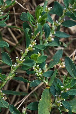 Knotgrass_Equal-leaved_LP0182_40_Chertsey_Meads
