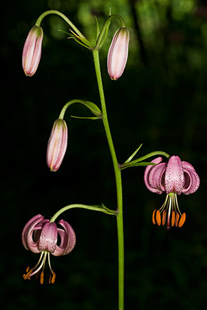 Lily_Martagon_LP0146_06_Mickleham