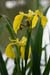 Iris_Yellow_LP0136_03_Godstone