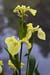 Iris_Yellow_LP0136_07_Godstone