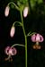 Lily_Martagon_LP0146_06_Mickleham