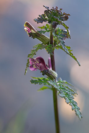 Lousewort_Marsh_LP0132_41_Thursley