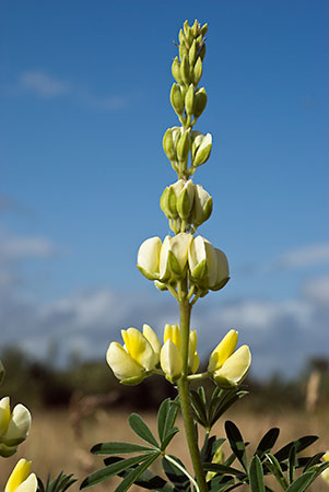 Lupin_Tree_LP0058_38_Dawlish_Warren