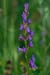 Lobelia_Heath_LP0156_21_Andrews_Wood