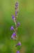 Lobelia_Heath_LP0212_10_Andrews_Wood