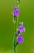 Lobelia_Heath_LP0212_15_Andrews_Wood