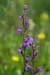 Lobelia_LP0059_42_Heath_Andrews_Wood