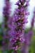 Loosestrife_Purple_LP0012_02_Guildford