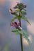 Lousewort_Marsh_LP0132_41_Thursley
