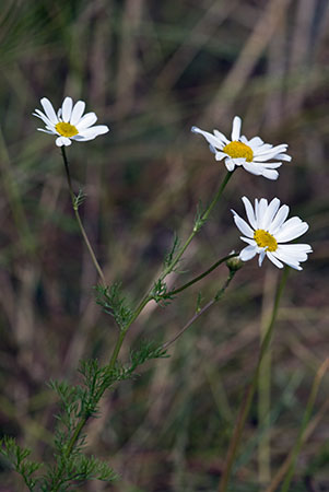 Mayweed_Scentless_LP0161_02_Harewoods