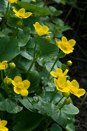 Marigold_Marsh_LP0107_17_Godstone