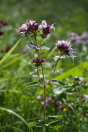 Marjoram_Wild_LP0027_03_Box_Hill