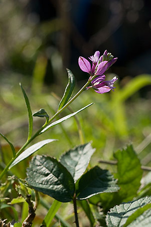 Milkwort_LP0026_57_White_Downs