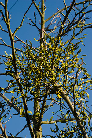 Mistletoe_LP0091_01_Riddlesdown