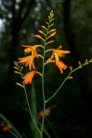 Montbretia_LP0071_01_Hedgecourt