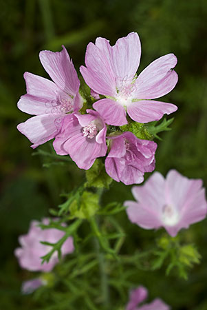 Musk-mallow_LP0065_16_Titsey